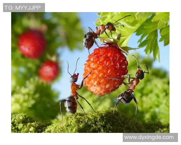 足球明星与蚂蚁的奇妙冒险精彩视频合集带你领略不一样的足球世界 足球明星与蚂蚁的奇妙冒险精彩视频合集带你领略不一样的足球世界
